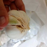 ニンニク,ニンニク,にんにく,家庭菜園,ベランダの画像