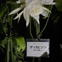 ドラゴンフルーツ,月下美人,鬼面角,京都府立植物園,観覧温室の画像