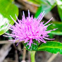 アザミ,野草,登山,花のある暮らし,緑のある暮らしの画像