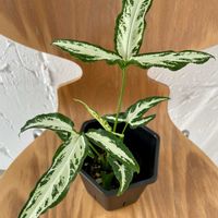 シンゴニウム,シンゴニウム　アングスタツム,シンゴニウム　リトルスター,観葉植物,キキ　シンゴニウムの画像