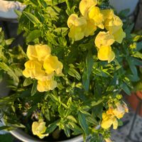 キンギョソウ,鉢植え,花壇,ガーデニング,玄関アプローチの画像