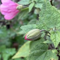 アブチロン,千葉県,私のお庭,金曜日の蕾たち,千葉県北西部の画像