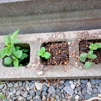 スペアミント,ペパーミント,家庭菜園の画像