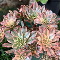ブロンズメダル錦,ブロンズメダル錦,甜茶錦,アエオニウム スィートティー,多肉植物の画像