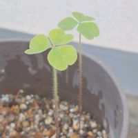 カタバミの画像