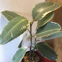 ゴムの木,フィカス・ティネケ,観葉植物,鉢植え,ガーデニングの画像