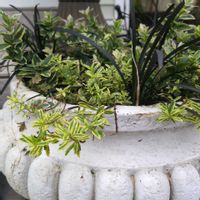 ベロニカ,寄植え,カラーリーフ,多年草,斑入り。の画像