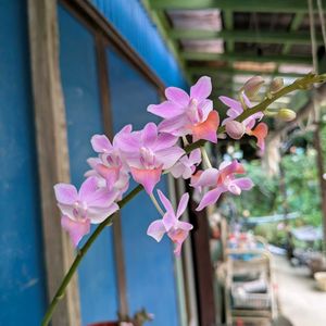 山野草,スマホ撮影,棚の画像
