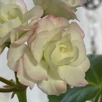 ゼラニウム,ゼラニウム,挿し木,花のある暮らし,北海道の画像