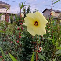 ハイビスカスローゼル,ハイビスカスローゼル,花オクラ,花オクラ,ローゼルティーの画像