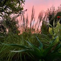 カンナ,ハマユウ,カラマグロスティス ブラキトリカ,夕焼け,グラス類の画像