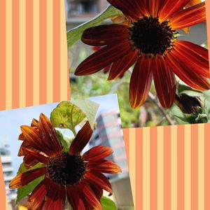 赤い花,鉢植え,ビタミンカラー,夏のお花,黄色の花の画像