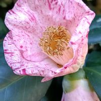 ツバキ,ツバキ,花のある暮らし,幸せな時間,四季を感じるの画像
