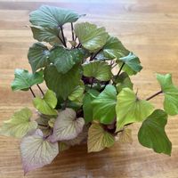 さつまいも,家庭菜園の画像