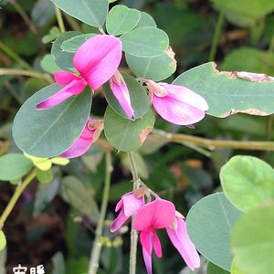 ハギ,ローゼル,種まき,花のある暮らし,お花を楽しむの画像