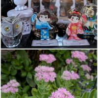 オオベンケイソウ,オオベンケイソウ,ホシホウジャク,ペコちゃん祭り,モコ家の狭庭の画像