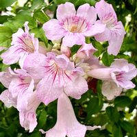 ノウゼンカズラ ピンク,ピンクノウゼンカズラ,グリーンカーテン,地植え,可愛いの画像