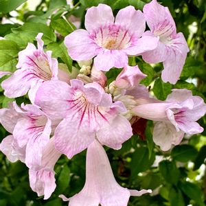 ノウゼンカズラ ピンク,ピンクノウゼンカズラ,グリーンカーテン,地植え,可愛いの画像