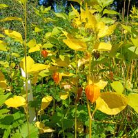 ホオズキ,chinese lantern plant,カナダの画像