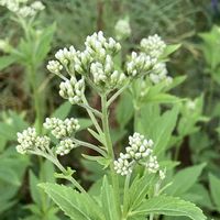 フジバカマ,サンテグジュペリ,コスモスの蕾,ベンケイソウ,挿し木の画像