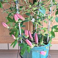 ゴーラム（宇宙の木）,紅花時計草．,皇帝ダリアの苗,蕾10個♪,ゴーラム宇宙の木の画像