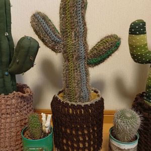 サボテン,サボテンの寄せ植え,編みぐるみの画像