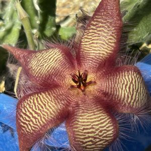 スタペリア,スタペリア,スタペリア　ヒルスタ,温室,ガガイモ科の画像