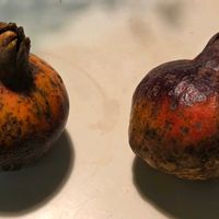 ザクロ,ツルバキア,ハナトラノオ,ヘンリー蔦,庭からの贈り物✣の画像