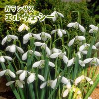 スノードロップ,カネコ種苗の画像
