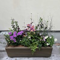 ビデンス,クランベリー,パープルクランベリー,赤葉センニチコウ,宿根アスター   ビクトリアの画像