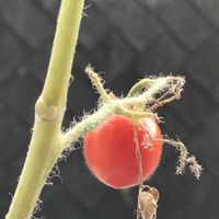 ミニトマト,ミニトマト,鉢植え,赤い実,いただきものの画像