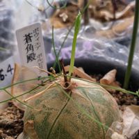 蒼角殿,ボウィエア・ボルビリス,多肉植物,部屋の画像