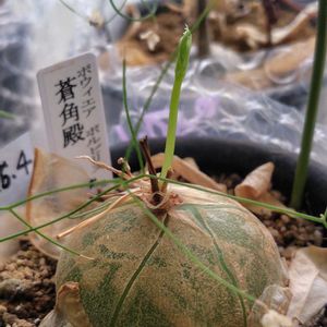 蒼角殿,ボウィエア・ボルビリス,多肉植物,部屋の画像