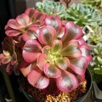 アメリカンブルー,熊童子,メデューサ,オリビア,多肉植物の画像
