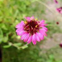 ガイラルディア,ガイラルディア グレープセンセーション,お花,ピンクの花の画像