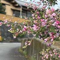 スイフヨウ,ハギ,レモングラス,レモンユーカリ、,今日のお花の画像