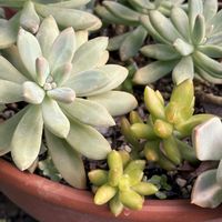 カランコエ,セダム,朧月,銘月,秋麗の画像
