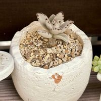 カランコエ,月兎耳,福兎耳,姫花月,多肉植物の画像
