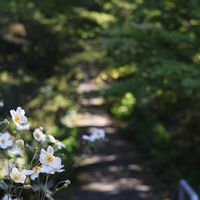 シュウメイギク,ヒガンバナ,ホトトギス,ドライフラワーいろいろ,花のある暮らしの画像