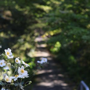 シュウメイギク,ヒガンバナ,ホトトギス,ドライフラワーいろいろ,花のある暮らしの画像
