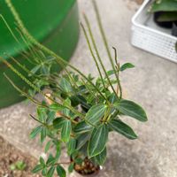 ヒガンバナ,ペペロミア,多肉植物,観葉植物,ダイソーの画像