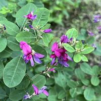 ハギ,シジミチョウ,はぎ(萩),訪問者,今日のお花の画像