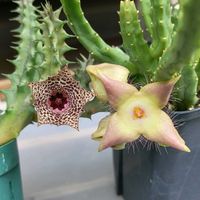 スタペリア,ガガイモ,フェルニア ノウフィッシー,スタペリア・ディバリカータ,フェルニア属の画像