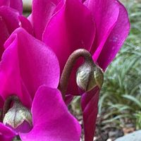ダンギク,ガーデンシクラメン,綿の花,花オクラ,キュンキュン乙女倶楽部の画像