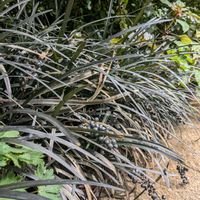 コクリュウ（黒竜）,花のある暮らし,お出かけ先で,中之条ガーデンズ,つぶつぶの日の画像