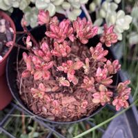 ユーフォルビア属,小人の祭り錦,アロエ  ハイブリッド,多肉植物,塊根植物の画像