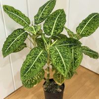 ディフェンバキア,ディフェンバキア・リフレクター,観葉植物,害虫対策,害虫駆除の画像