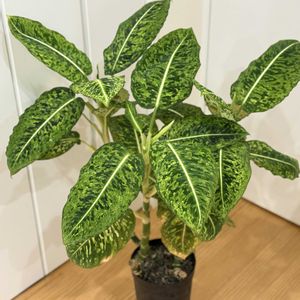 ディフェンバキア,ディフェンバキア・リフレクター,観葉植物,害虫対策,害虫駆除の画像