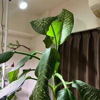 ディフェンバキア,ディフェンバキア,亜熱帯植物好き,リビング・ダイニングの画像