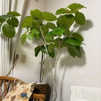 ウンベラータ,観葉植物,リビング・ダイニングの画像